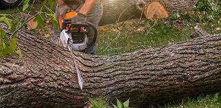 Reliable Ben Avon, SC Tree Care Solutions